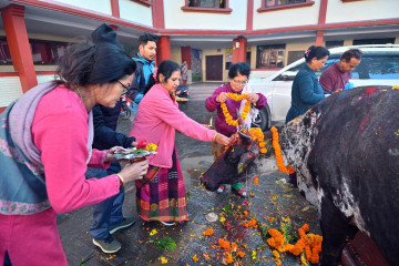 गाैशालामा गाईपूजा (तस्वीरहरू)
